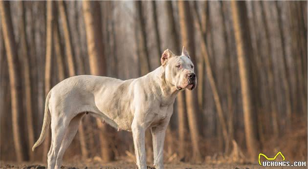 世界上5大为杀戮而生的战斗犬种，第一名秒杀藏獒