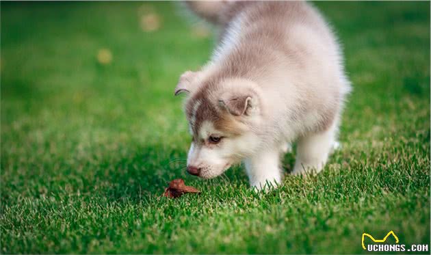 如果你是这6种人，不适宜养阿拉斯加犬，养它就是在伤害它