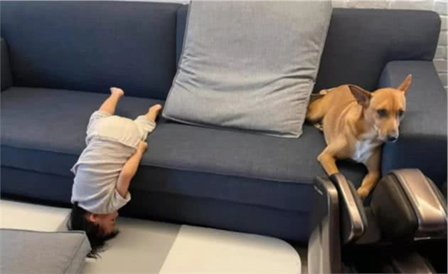 小主人作妖在沙发上倒立，狗保姆一脸无奈：不好意思没看到