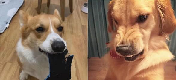 狗狗这几种行为“别纵容”，再不管教，就真的骑你头上了