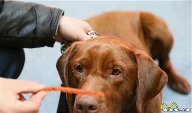 有这些特征的“拉布拉多犬”，血统一定很纯