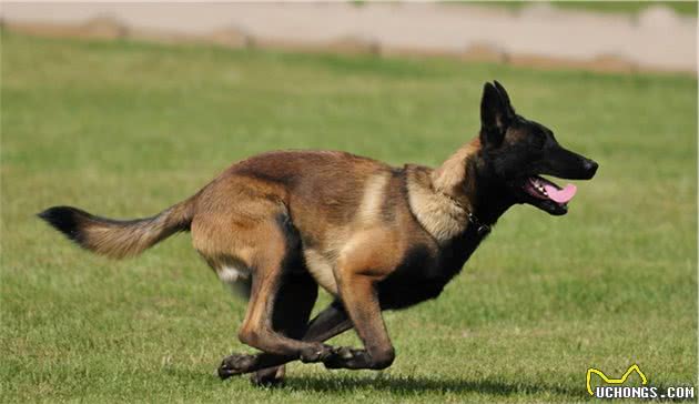 看完马犬这几个“缺点”，你还想饲养吗？