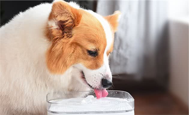 狗喝的水里加什么可以去泪痕