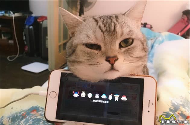 养猫的好处与坏处，想养猫的人好好收藏，以后用得上