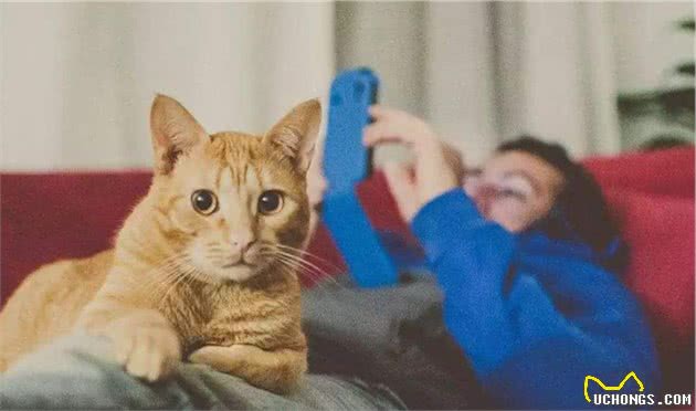 养猫的好处与坏处，想养猫的人好好收藏，以后用得上