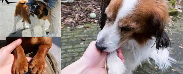 “狗言之隐”:为什么狗狗不让你摸爪子?