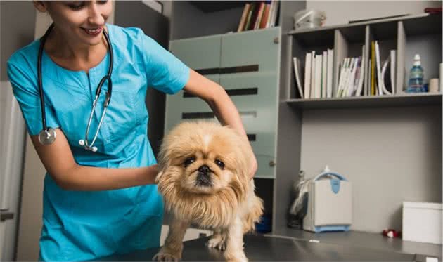 盘点“不易生病”的几种小型犬，家里养一只，少花不少钱