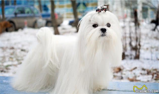 盘点“不易生病”的几种小型犬，家里养一只，少花不少钱