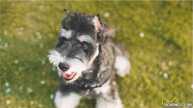 盘点“不易生病”的几种小型犬，家里养一只，少花不少钱
