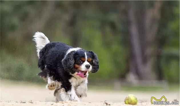 盘点“不易生病”的几种小型犬，家里养一只，少花不少钱