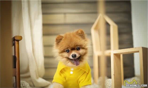 盘点“不易生病”的几种小型犬，家里养一只，少花不少钱