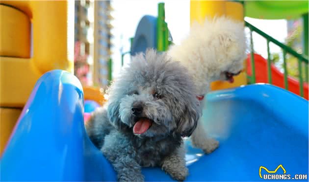 盘点“不易生病”的几种小型犬，家里养一只，少花不少钱
