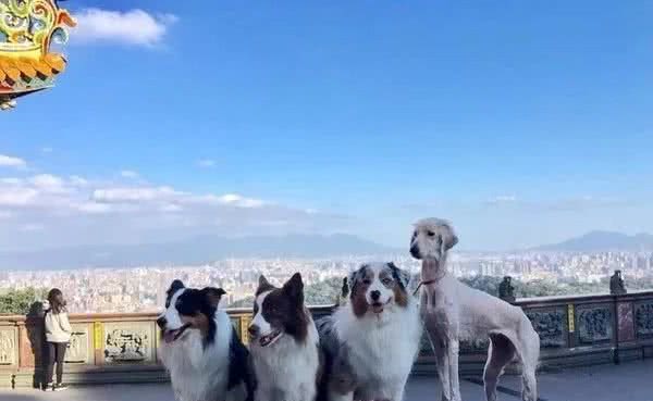 领养了一只阿富汗猎犬后，家里的澳牧竟然变柯基了！