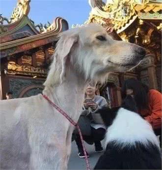 领养了一只阿富汗猎犬后，家里的澳牧竟然变柯基了！