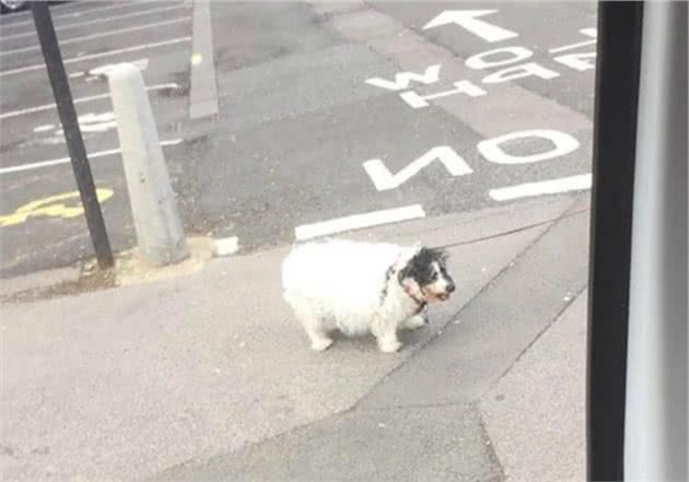 爱犬被人偷拍，主人网上曝光，却是一场误会：拍张照就是偷狗贼？