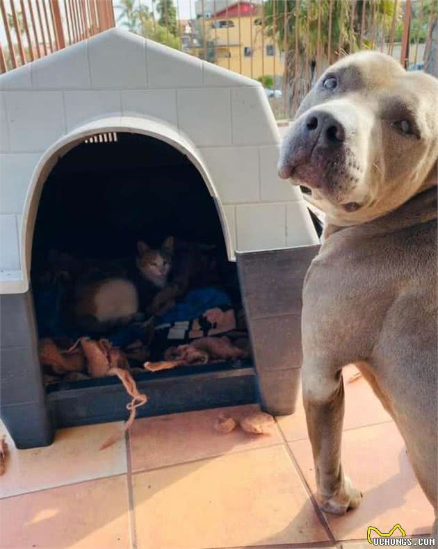 比特犬把狗窝让给流浪猫妈妈！主人感慨：世人对比特犬偏见太大