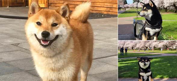 怎么训练柴犬？往这看就完了