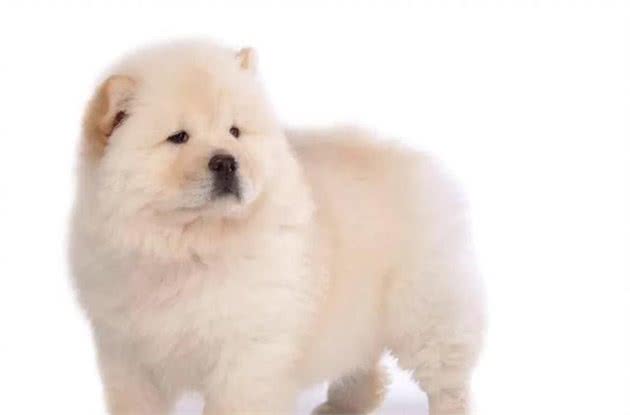 解密，为什么大家都不太敢养松狮犬？