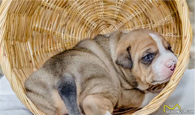 比特犬的攻击性有多强