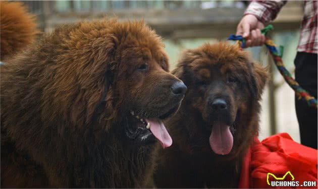 东方神犬：藏獒，顶级护卫犬，只为了守护你