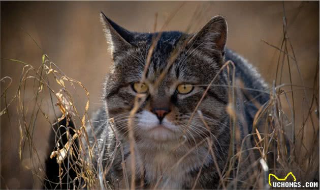 那只被人抛弃流落街头只因不是名种猫的猫咪，是中华名猫