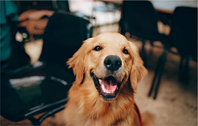 大型犬更惹女孩子喜欢，不外乎是这几个原因