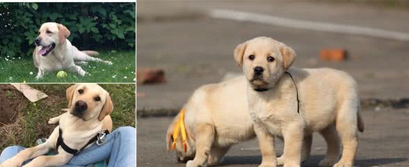 拉布拉多犬身上有什么优点？了解这5点后，宠主都想养一只