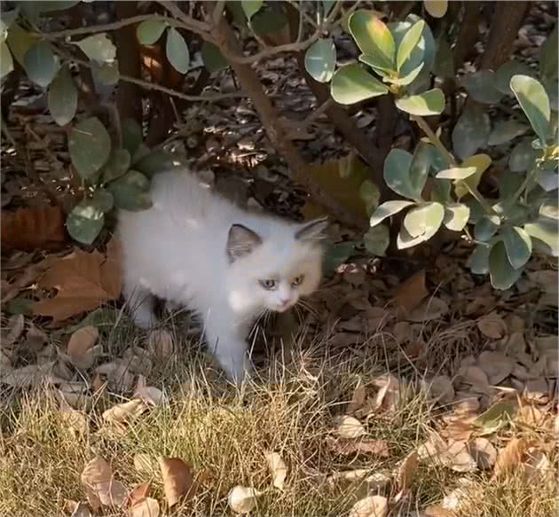 生病的布偶猫被主人遗弃，它腿上绑着留置针，看了让人忍不住心疼