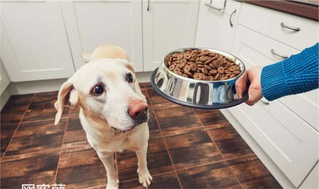 常见的食品添加剂，宠物猫咪和狗狗有害吗？优缺点和饲养方法注意