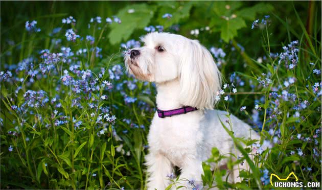 什么是犬膀胱结石？该结石分为哪几种类型？铲屎官该如何分辨