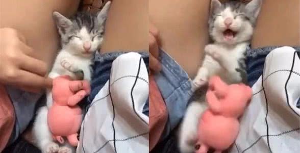 睡觉被主人吵醒，暴躁小猫被气到爆炸，一脚踢飞怀里公仔泄愤
