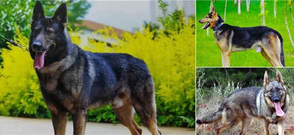 昆明犬，警界的骄傲，我国现役警犬中唯一的国产警犬