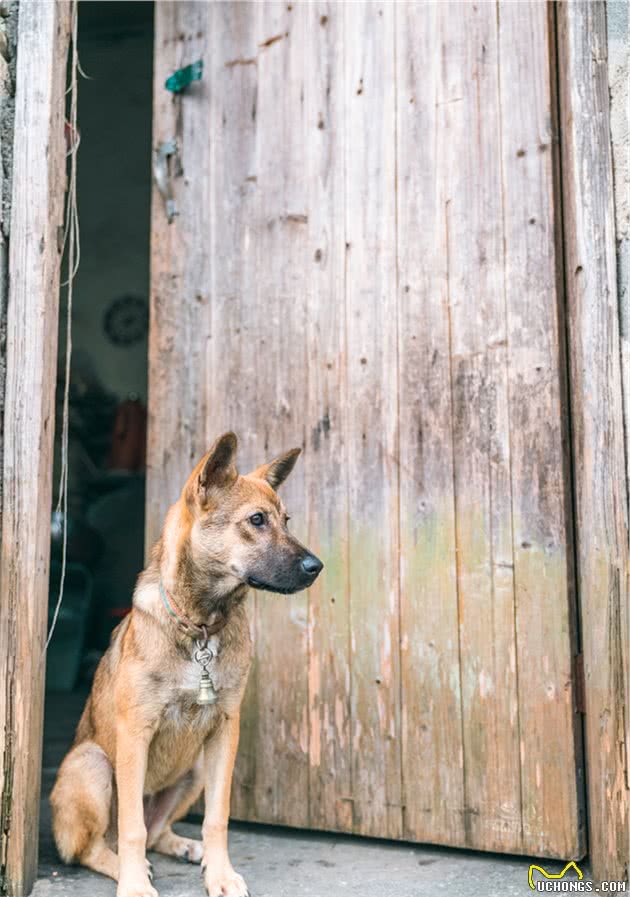 中华田园犬的名字是怎么来的？照顾得好，它们比其他犬种更优秀