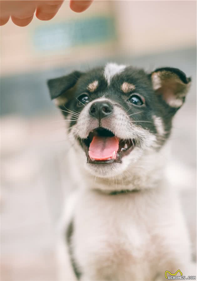 中华田园犬的名字是怎么来的？照顾得好，它们比其他犬种更优秀