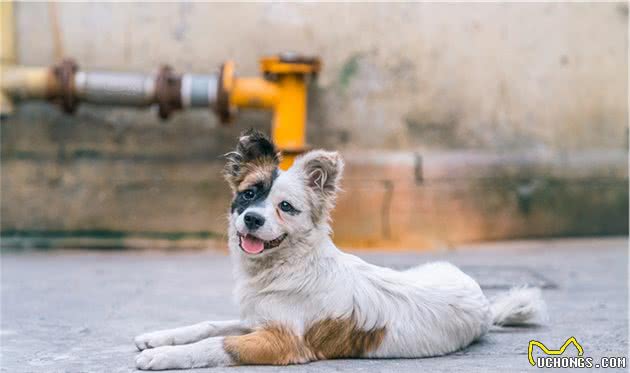 中华田园犬的名字是怎么来的？照顾得好，它们比其他犬种更优秀