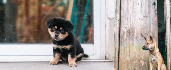 中华田园犬的名字是怎么来的？照顾得好，它们比其他犬种更优秀