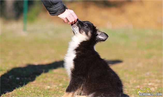 训犬教程：训练狗狗并不难，捕捉正确行为，及时奖励即可