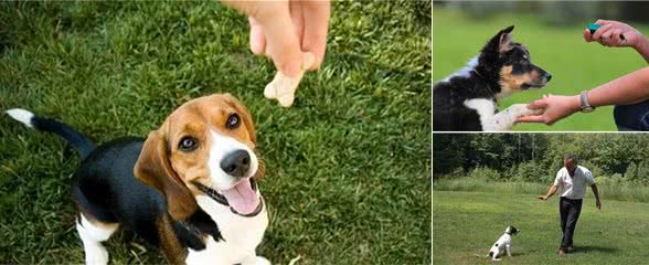 训犬教程：训练狗狗并不难，捕捉正确行为，及时奖励即可