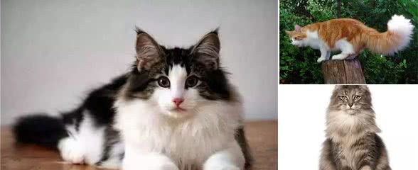 被女神遗落在人间的猫：挪威森林猫