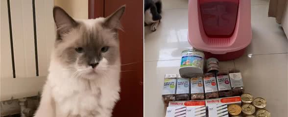 捡到一只布偶猫，主人来要时，我没给