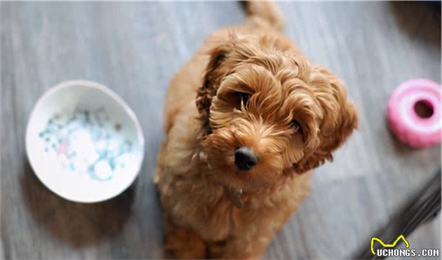 泰迪犬挑食不吃狗粮怎么办？教你如何让泰迪犬爱上吃狗粮