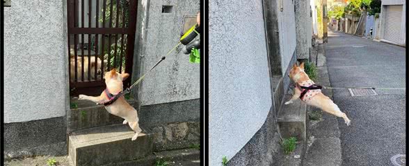 法斗每次走小路，都要和人家的狗打招呼：我天天出来玩，羡慕不？
