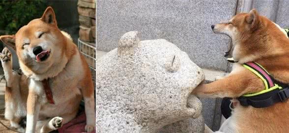 柴犬的价格下降了，但很多人都不敢养，网友：这5个缺点很可怕！
