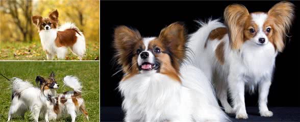蝴蝶犬寄生虫多不多，看有没有这“七个表现”就清楚了