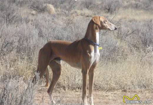 “土狗”不土！你知道中华田园犬有多少种吗？