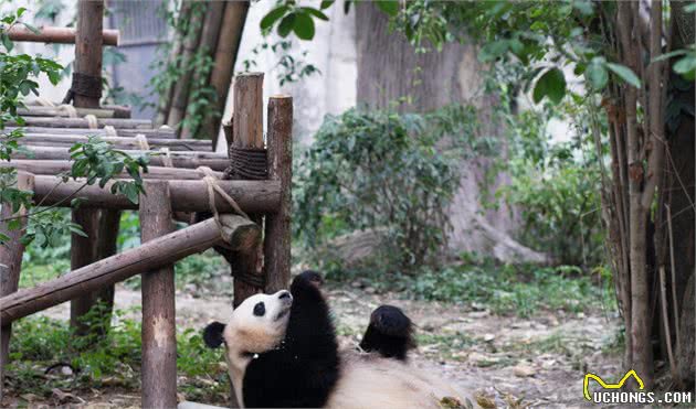 一边保护狗，另一边：肉真香（论爱狗人士的双标行为）