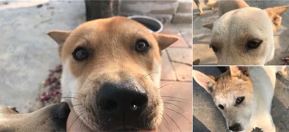 老猎人相狗经验，出色的猎犬不是看舌头的，核心灵活处是看这部位