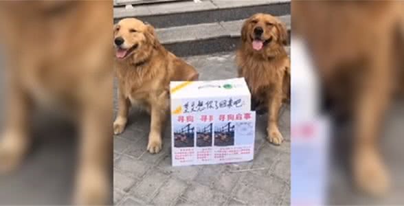 河南：金毛寻回犬叼着寻狗启事找同伴，狗狗：求你把它还回来