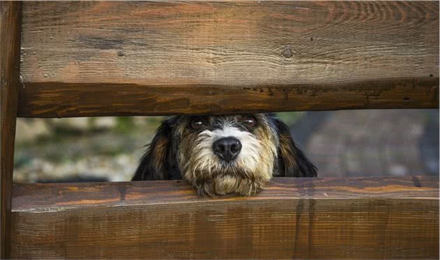 训犬教程-让犬自己进入犬窝