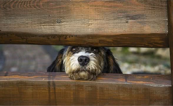 训犬教程-让犬自己进入犬窝